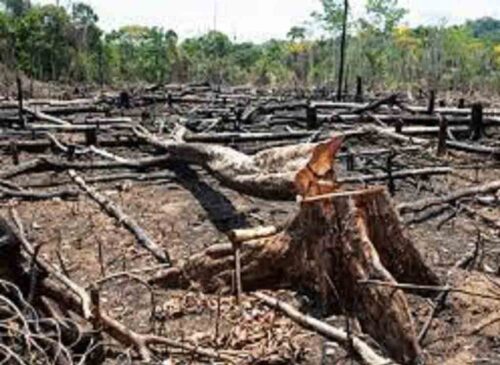 costa-rica-cesa-permisos-para-talas-en-importante-reserva-natural