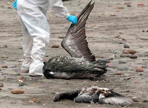 llaman-en-chile-a-mantener-la-vigilancia-por-la-influenza-aviar