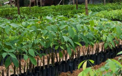 alistan-plantulas-de-arboles-para-campana-de-siembra-en-etiopia