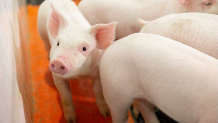 registran-en-moldavia-dos-nuevos-brotes-de-fiebre-porcina-africana