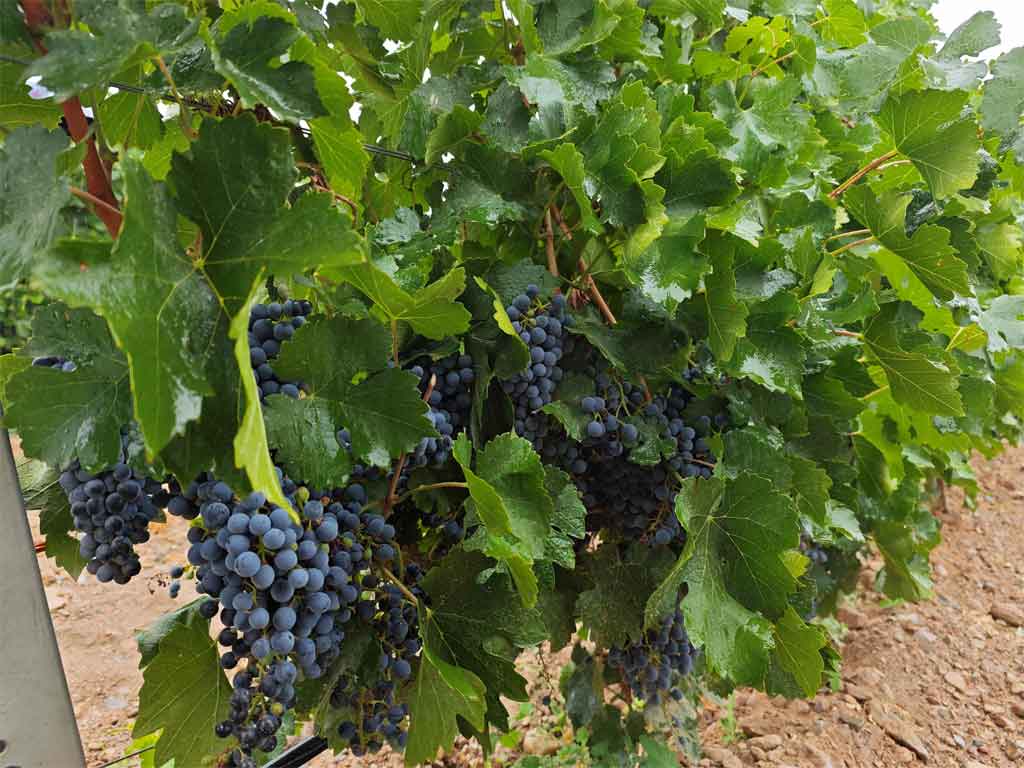 rusia-alcanzo-cosecha-record-de-uva-en-2024