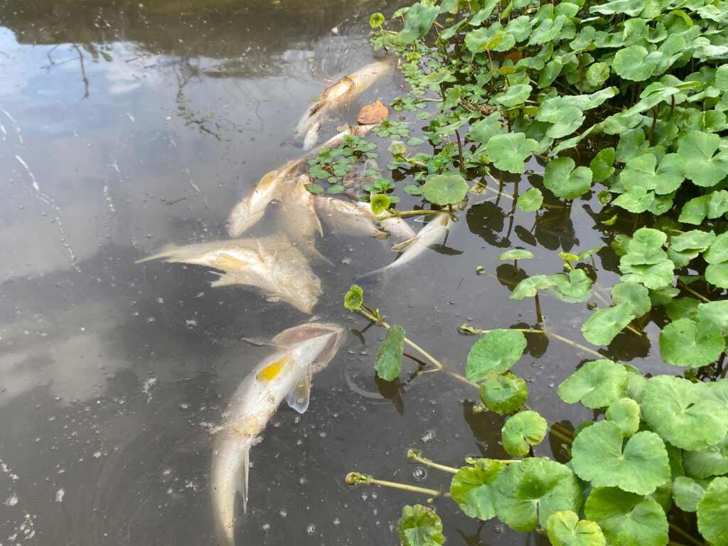 investigan-en-costa-rica-muerte-masiva-de-peces-por-contaminacion