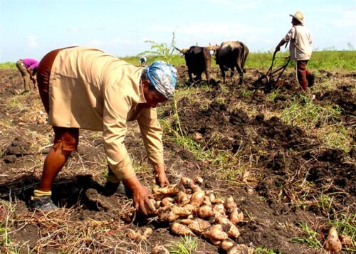 Cuba alimentos