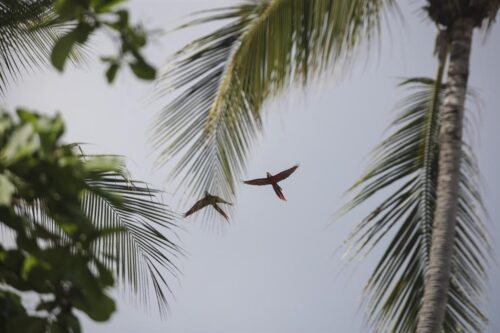 La lapa o guacamayo rojo