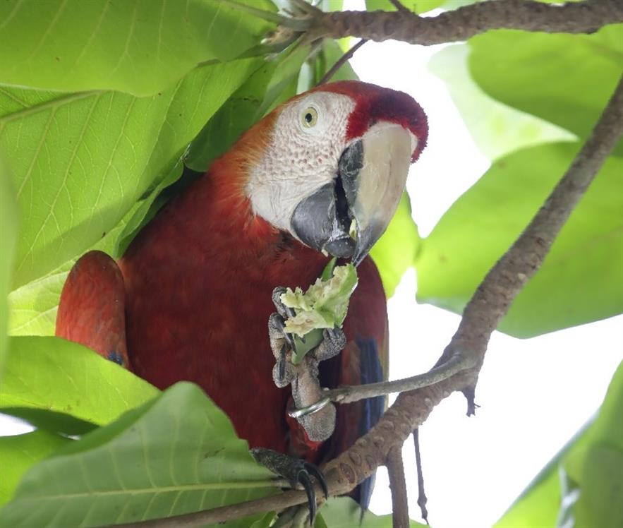La lapa o guacamayo rojo