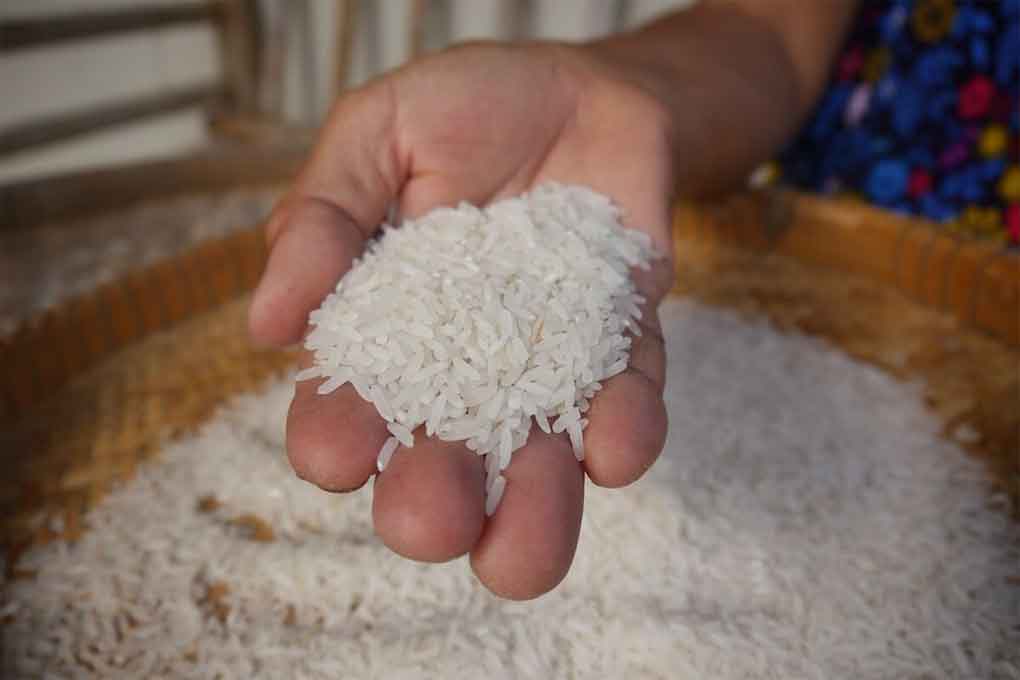 arroceros-panamenos-denuncian-importaciones-irregulares-desde-uruguay