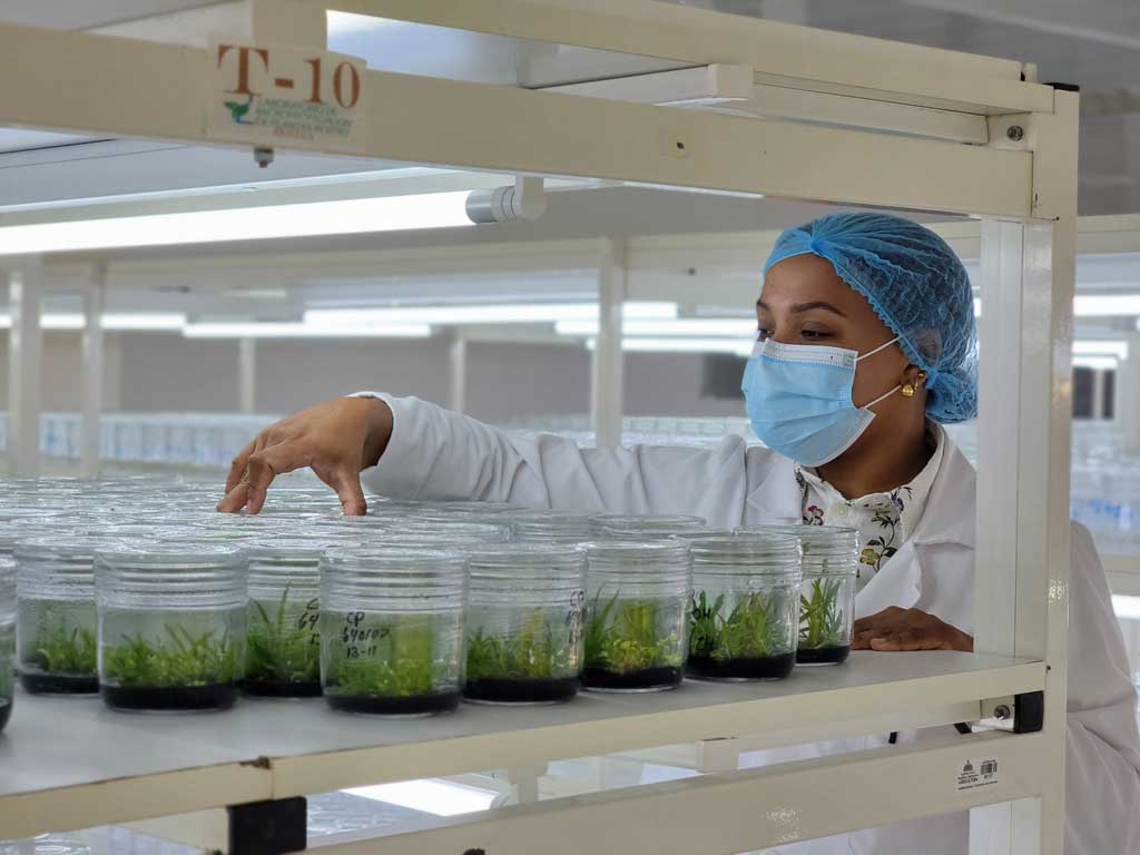 dominicana-produce-anualmente-1-5-millones-de-plantas-in-vitro