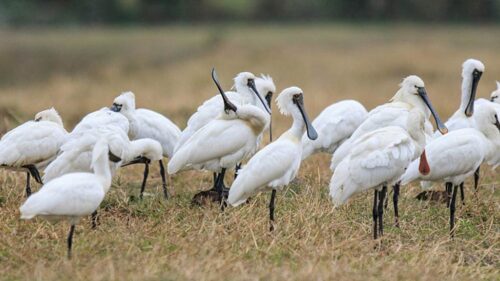 poblacion-de-la-espatula-menor-se-ha-multiplicado-por-15-en-rusia