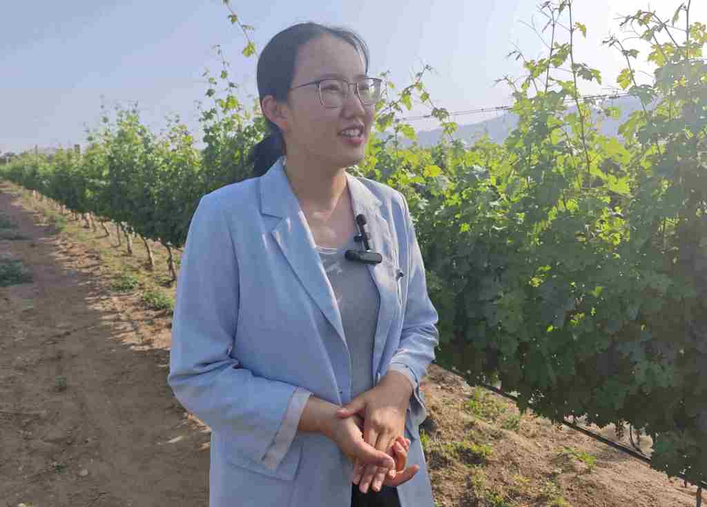 industria-del-vino-en-ningxia-china-innovacion-y-sostenibilidad