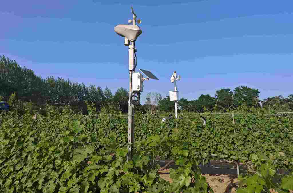 industria-del-vino-en-ningxia-china-innovacion-y-sostenibilidad