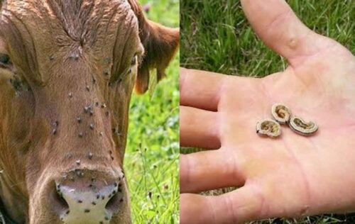 guatemala-suma-10-casos-de-gusano-barrenador-del-ganado-en-humanos