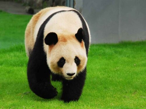 japon-envia-cuatro-pandas-a-china-por-proyecto-cientifico-conjunto
