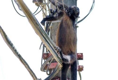 campana-costarricense-busca-salvar-a-animales-de-morir-electrocutados