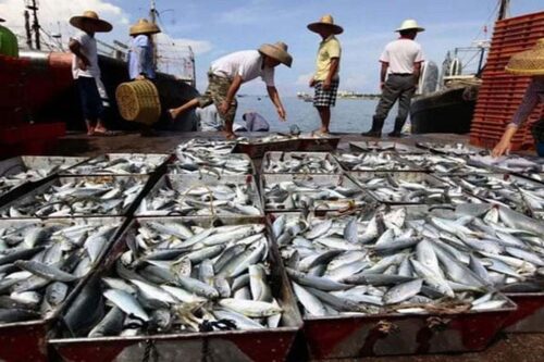 publico-la-fao-detallada-evaluacion-de-poblaciones-de-peces-marinos