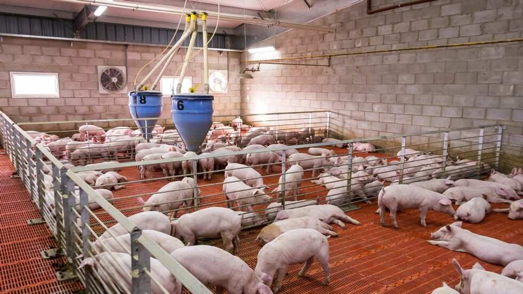 presentan-en-vietnam-primeros-proyectos-granjas-porcinas-inteligentes