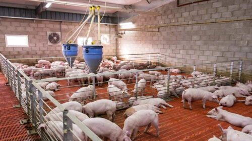 presentan-en-vietnam-primeros-proyectos-granjas-porcinas-inteligentes