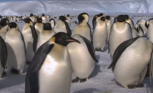 alertan-sobre-disminucion-de-pinguinos-emperador-en-antartida