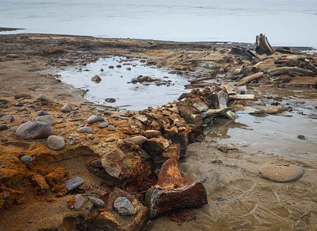 cientificos-rusos-descubren-en-el-artico-restos-de-ballenas-antiguas