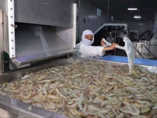 honduras-exportara-tres-mil-toneladas-de-camaron-a-china