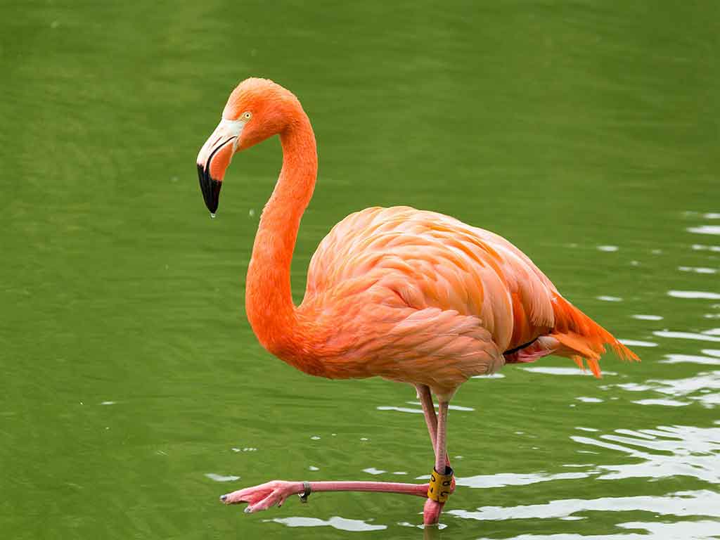 expertos-costarricenses-rescatan-ejemplar-de-flamenco-americano