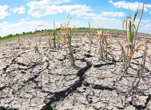 respuesta-rapida-ante-sequia-sin-precedentes-en-djibouti