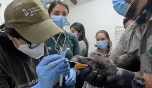 investigan-posible-envenenamiento-de-condor-andino-en-ecuador
