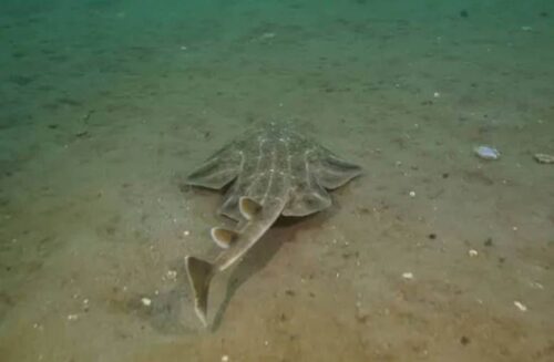 filman-raro-tiburon-en-la-costa-de-gales-reino-unido