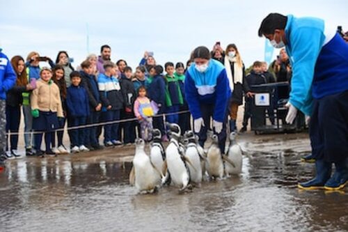 liberan-pinguinos-magallanes-en-uruguay-y-reemprenden-viaje