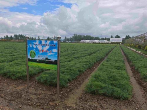 china-aplica-ciencia-tecnologia-e-innovacion-en-cuidado-de-bosques