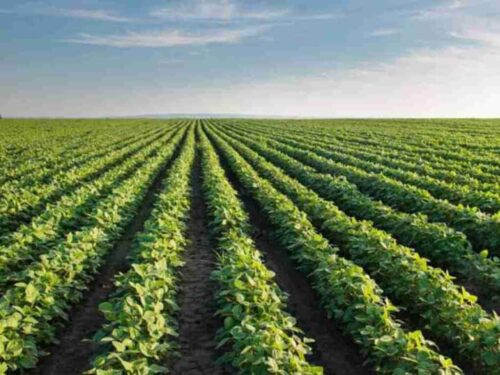 china-por-proteger-cosecha-ante-clima-adverso-en-varias-regiones