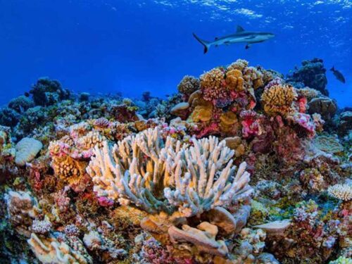 actualizan-en-australia-informacion-sobre-severo-blanqueo-de-corales