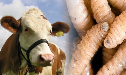 gusano-barrenador-deviene-amenaza-para-humanos-y-animales-ticos