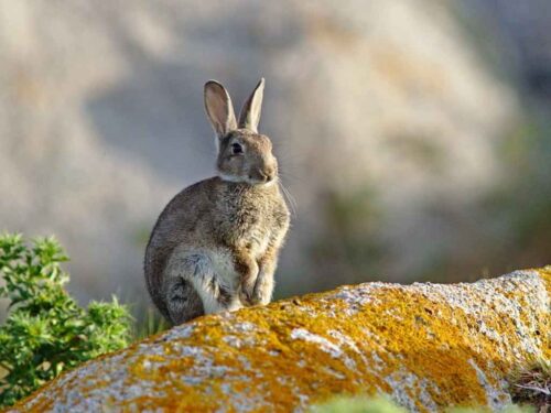 invasion-de-liebre-europea-afecta-desierto-de-atacama-en-chile