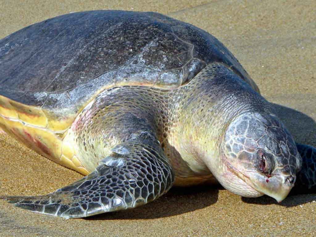 liberan-en-el-litoral-costarricense-unas-ocho-mil-tortugas-marinas