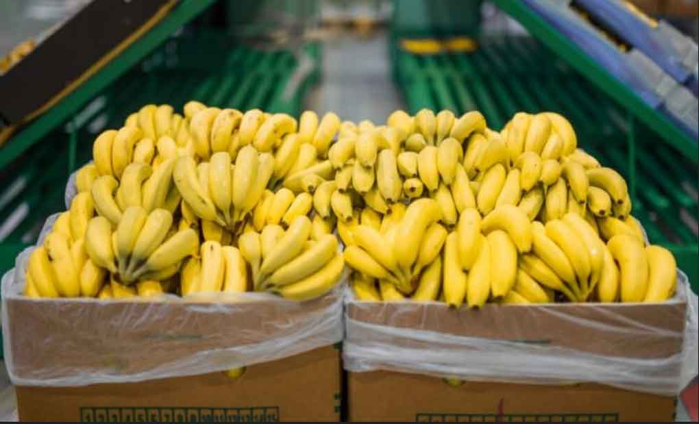 bananeros-panamenos-demandaran-a-trasnacional-chiquita-brands