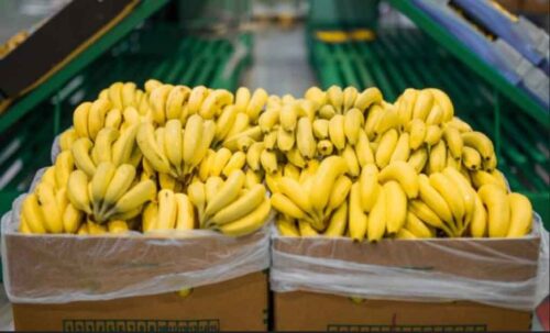 bananeros-panamenos-demandaran-a-trasnacional-chiquita-brands