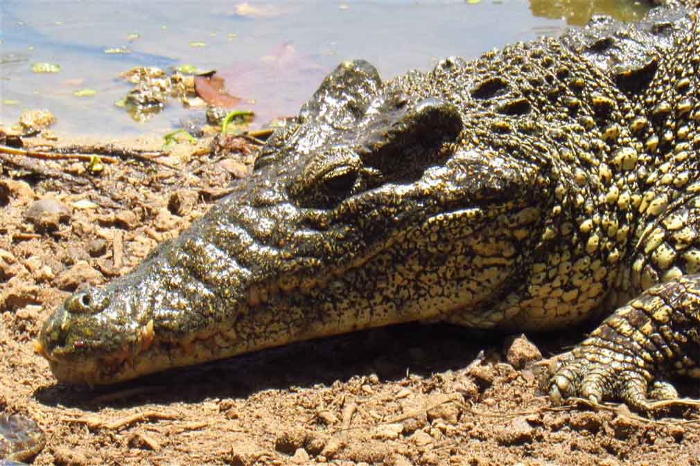 Cocodrilos y viajeros, alianza turística en Cuba