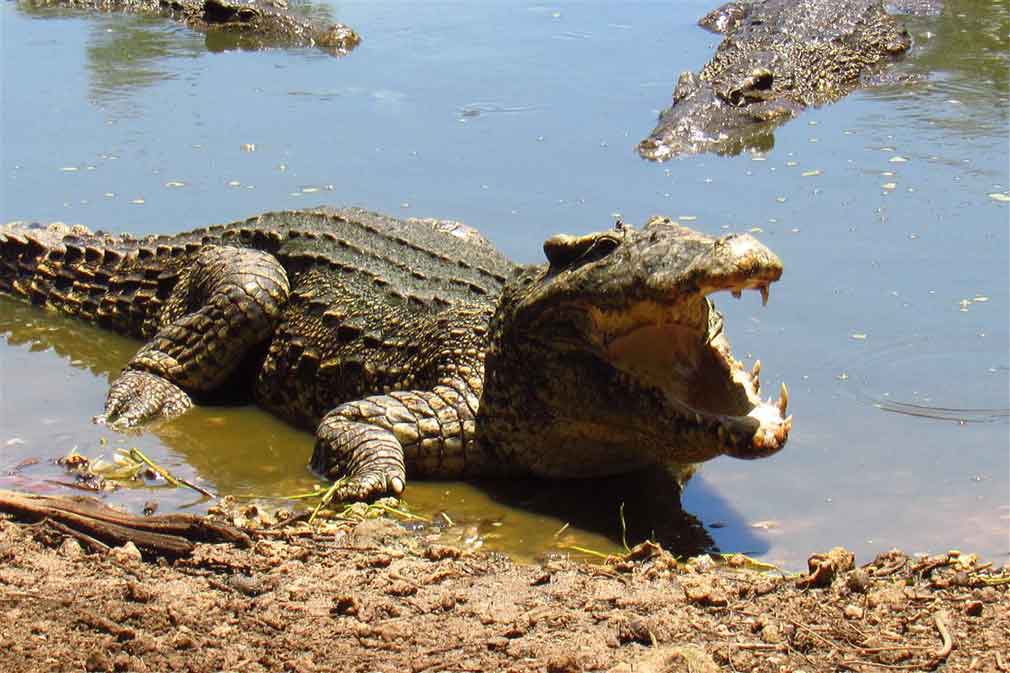 Cocodrilos y viajeros, alianza turística en Cuba