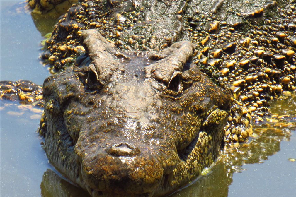 Cocodrilos y viajeros, alianza turística en Cuba
