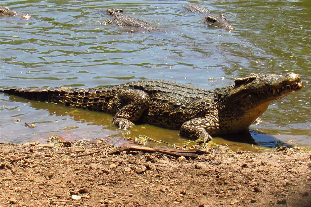 Cocodrilos y viajeros, alianza turística en Cuba