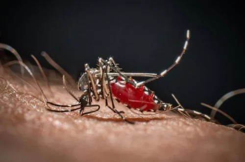 confirman-en-cuba-circulacion-de-los-virus-de-dengue-y-chikungunya