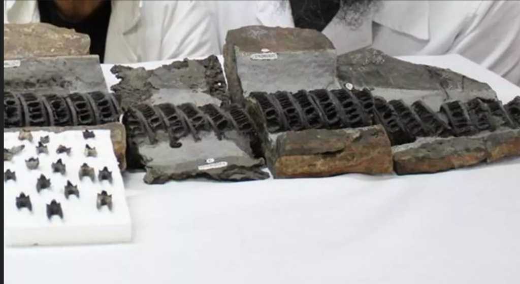 identifican-en-colombia-fosil-de-tiburon-de-hace-114-millones-de-anos