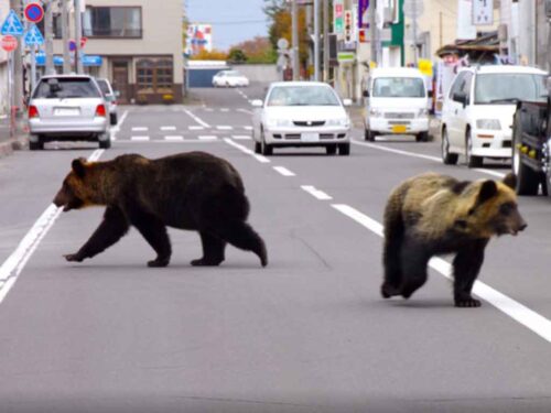japon-flexibiliza-ley-de-caza-de-animales-salvajes-en-zonas-pobladas