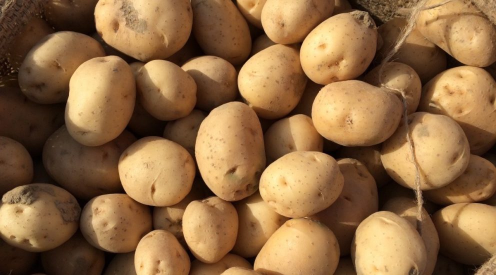 costa-rica-rechaza-250-mil-kilos-de-papa-de-estados-unidos