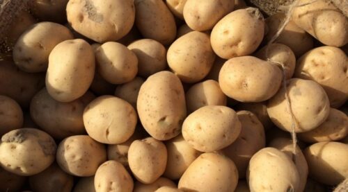 costa-rica-rechaza-250-mil-kilos-de-papa-de-estados-unidos