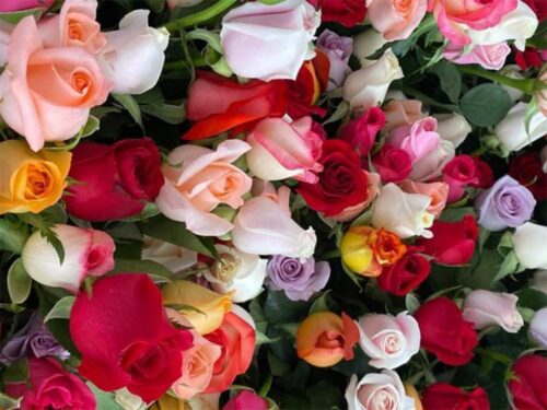 un-millon-de-rosas-ecuatorianas-llegaron-por-primera-vez-a-china