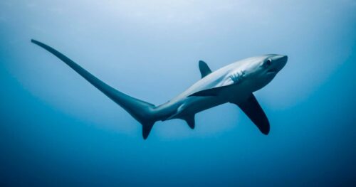 tribunal-tico-prohibe-exportar-dos-especies-de-tiburones-en-extincion