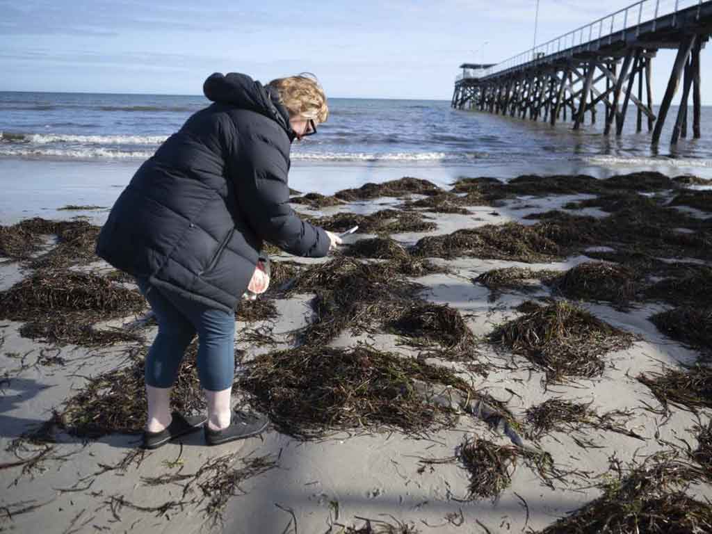 gobierno-de-australia-dedica-recursos-a-combatir-algas-toxicas