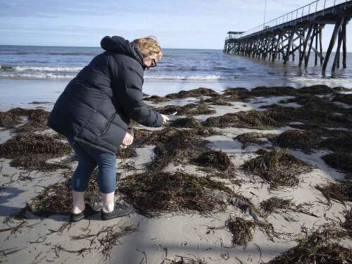 gobierno-de-australia-dedica-recursos-a-combatir-algas-toxicas