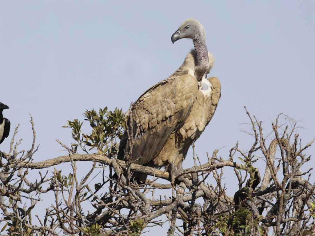 gobierno-sudafricano-reafirma-compromiso-con-conservacion-de-buitres